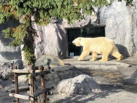 旭川動物園 (4)